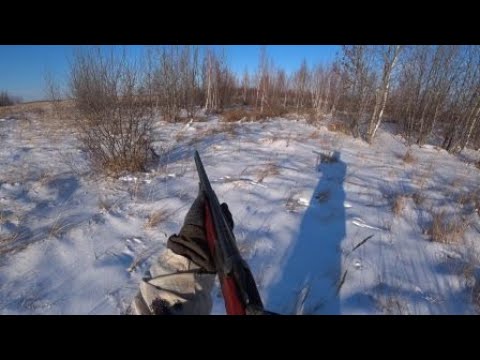 Видео: охота на зайца сезон 2024 2025 №2