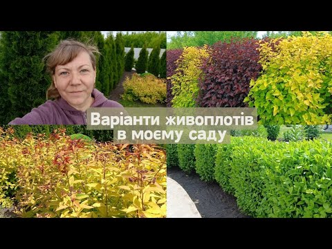 Видео: Живі огорожі, що зростають в моєму саду. Їх Основні характеристики.