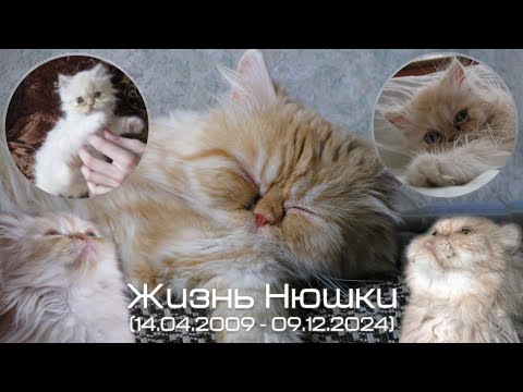 Видео: Жизнь Нюшки (14.04.2009 - 09.12.2024) 😢 Forever Young 😭