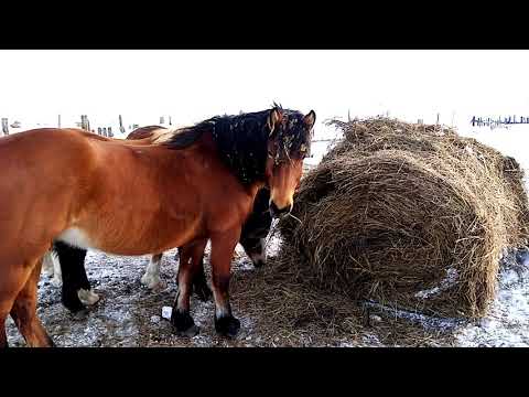 Видео: Лошади, ЖЕРЕБЕЦ успокоился, ведёт себя хорошо.