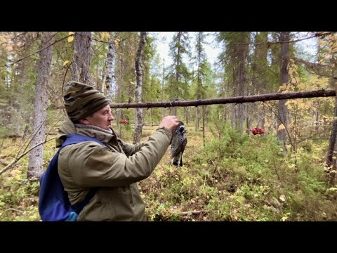 Видео: Как добывать дичь без ружья. Ставим и проверяем петли на рябчика.
