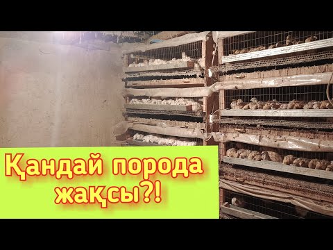 Видео: Әр породаның өзіндік ерекшеліктері/қай породаны баққан дұрыс🤔