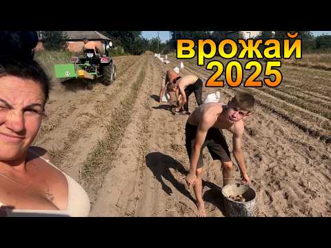 Видео: Копаємо картоплю трактором СКАУТ ТУ254 транспортерною картоплекопалкою Bomet