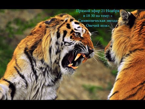 Видео: Символическая звезда " Овечий нож"