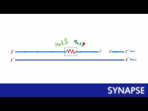 Видео: USMLE Step 1- Синдром Линча