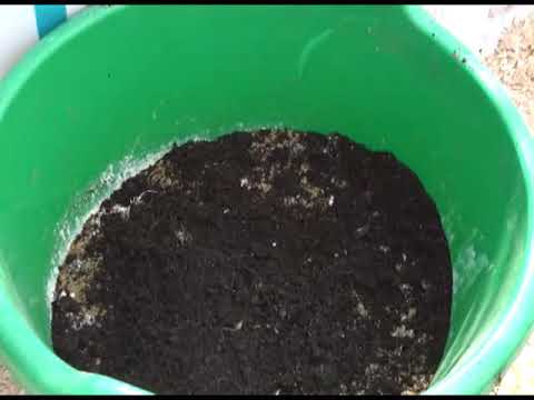 Видео: Зеленый сад фильм № 253 "КАПУСТА. РОЗЫ" от 21.04.2018г. г.Хабаровск (zeleniisad.ru)