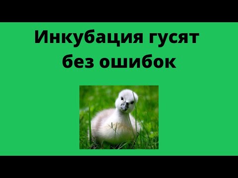 Видео: Инкубация гусиных яиц без ошибок