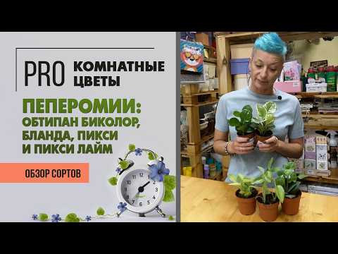 Видео: Обзор растений: Пеперомии Бланда, Обтипан Биколор, Пикси и Пикси Лайм. 4 сорта в одном видео.