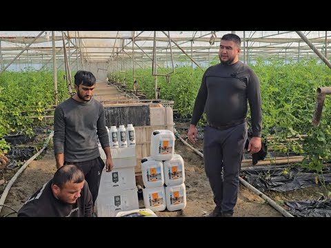 Видео: ЭНГ ЯХШИ БИОЛОГИК ИЛДИЗ ЮРГИЗУВЧИ ОЗУКА РЕЦЕПТИ