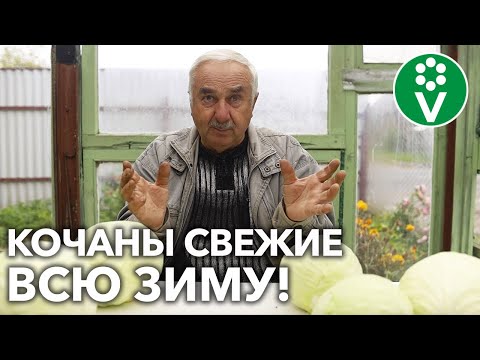 Видео: КАК ХРАНИТЬ КАПУСТУ ЗИМОЙ?! С этими способами она всегда будет на вашем столе!