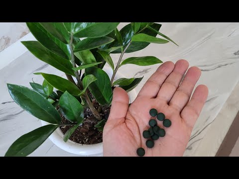 Видео: ДОЛЛАР гүліне  көктемде осы ДӘРУМЕНДІ беріңіз.                               #замиякулькас #үйгүлі