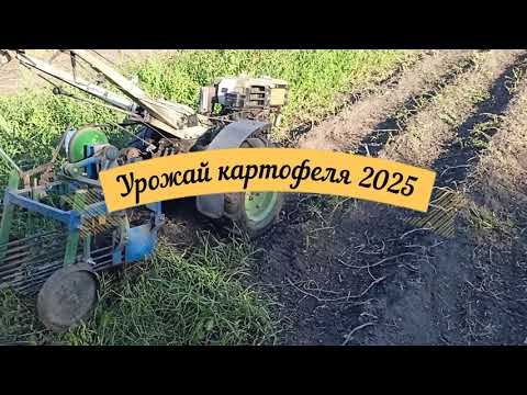 Видео: УРОЖАЙ КАРТОФЕЛЯ 2025