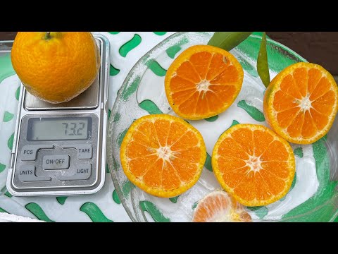 Видео: Мандарин , просто Mandarino, но ничем не хуже других 😉.