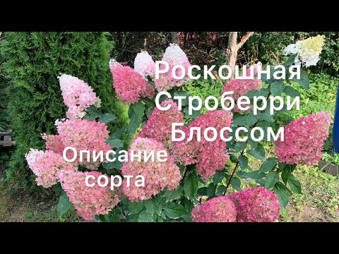 Видео: ГОРТЕНЗИЯ СТРОБЕРРИ БЛОССОМ, роскошная красавица. Описание сорта.