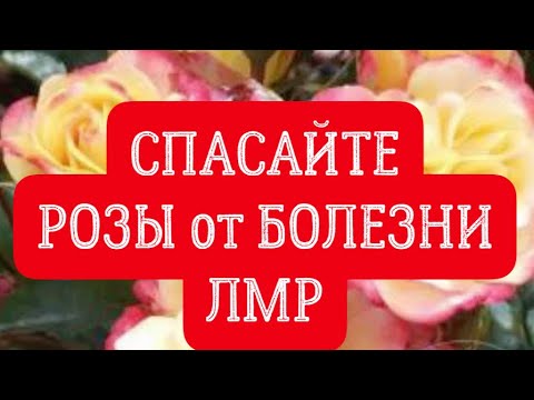 Видео: РОЗЫ. СПАСАЙТЕ РОЗЫ от БОЛЕЗНИ «ЛМР». ЛОЖНАЯ МУЧНИСТАЯ РОСА. ПРЕПАРАТЫ ДЛЯ ЛЕЧЕНИЯ.