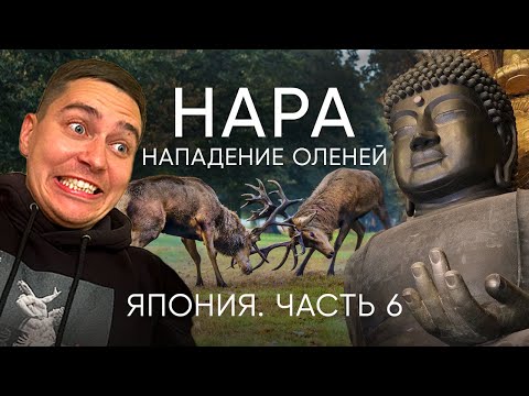 Видео: Город, где олени правят! Самое необычное место в Японии!