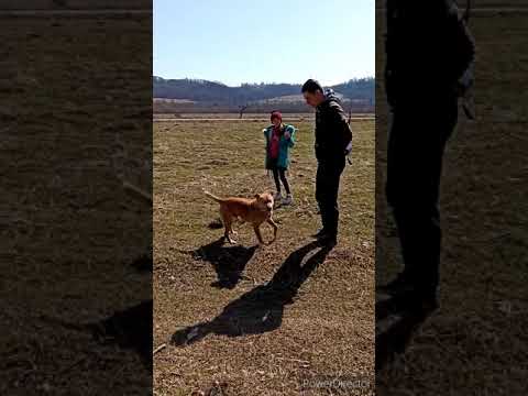 Видео: с. Тисів, Калуський район "Пирчів"