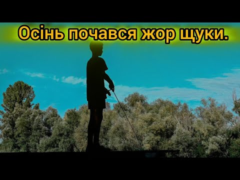 Видео: Осінь жор щуки.