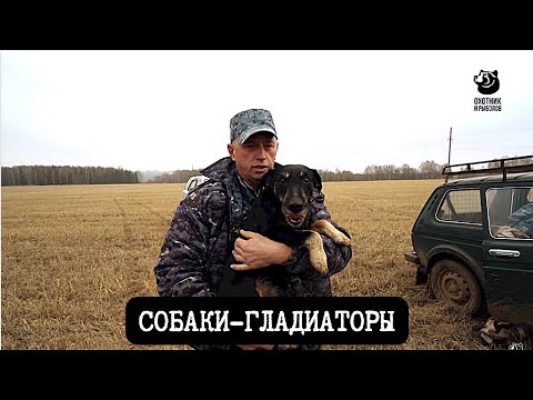 Видео: Собаки-гладиаторы // Спутники охотника // Серия 7