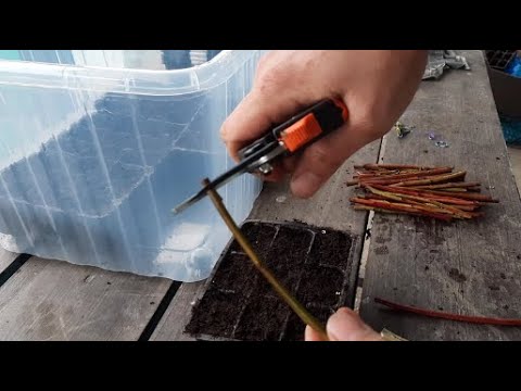 Видео: Укоренение черенков голубики