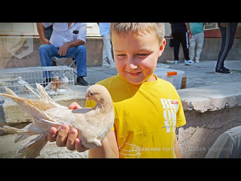 Видео: Птичий рынок г. Ташкент - ГОЛУБИ (24.08.2024)