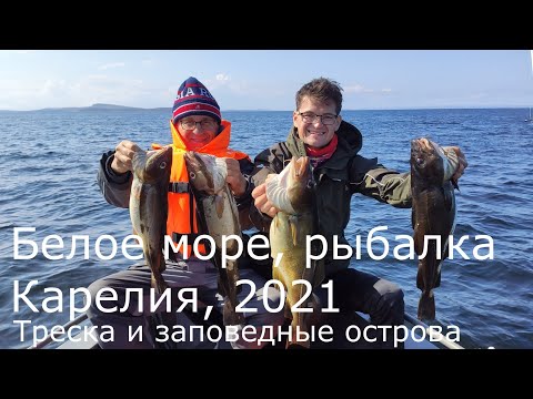 Видео: Белое море, рыбалка. Карелия 2021. Ловля трески на пилькеры и креветку.