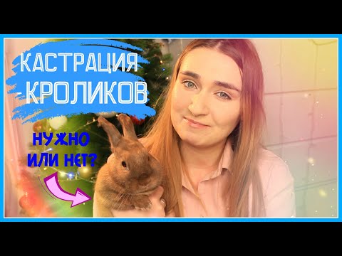 Видео: НУЖНО ЛИ КАСТРИРОВАТЬ ДЕКОРАТИВНОГО КРОЛИКА ? / КАСТРАЦИЯ ДЕКОРАТИВНОГО КРОЛИКА НУЖНО ИЛИ НЕТ ?