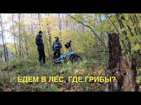 Видео: ЕДЕМ В ЛЕС. ГДЕ ГРИБЫ?