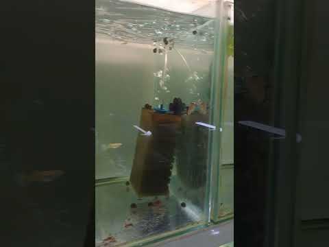 Видео: Малко тайни от риборазвъдник.Видове живородки