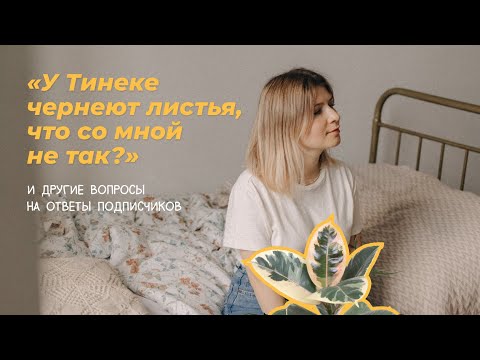 Видео: У Тинеке чернеют листья, что со мной не так? И другие вопросы на ответы подписчиков