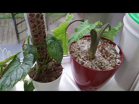 Видео: Цветы в зоне кухни  короткий обзор 