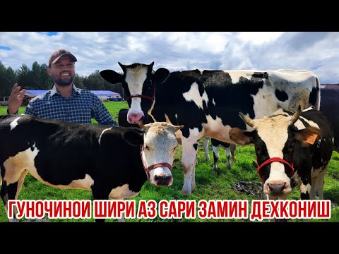 Видео: Гуночинои якум сорт Собирчон Спитомен 7 сентября 2025 г.