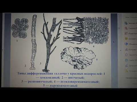 Видео: Отдел красных водоросли