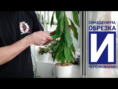 Видео: СИНАДЕНИУМ, обрезка, черенкование и наращивание корней