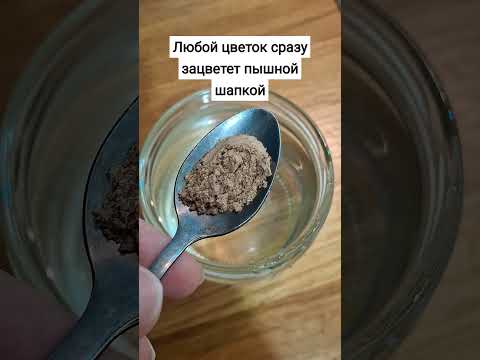 Видео: Любой цветок сразу зацветет пышной шапкой #цветы #герань #сад #огород