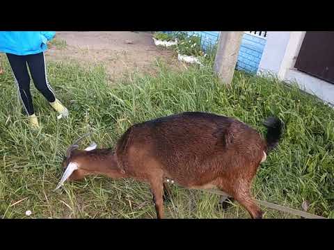 Видео: Моя коза Марта, или в каком возрасте лучше покрывать коз.