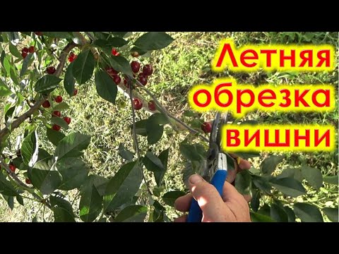 Видео: Летняя обрезка вишни
