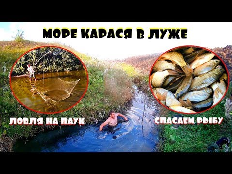 Видео: ЗАРЫБЛЕНИЕ СОБСТВЕННОГО ОЗЕРА | Рыбалка на ПАУК и РУКАМИ | СПАСАЕМ РЫБУ