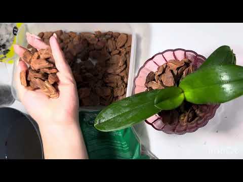 Видео: Посадка орхидеи в закрытую систему (красивую вазу или кашпо) 