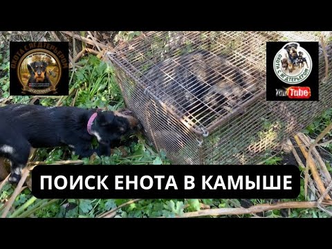 Видео: Охота с ягдтерьером, поиск енота в камыше, притравка молодой собаки. Hunting with a Jagdterrier