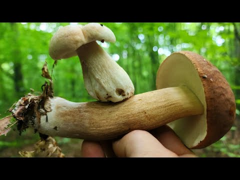 Видео: "ОГО! Оце трофей – таких грибів ви ще не бачили! 🍄🔥