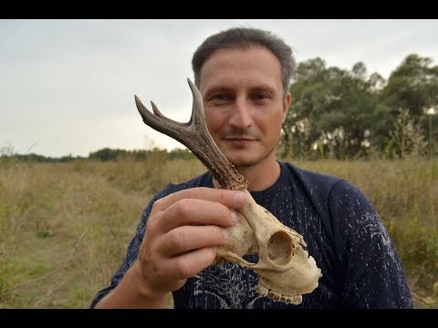Видео: Вечерний поход 15.08.2019г.  Нашел череп косули с рогами.