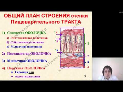 Видео: Гистология. Гистология ротовой полости