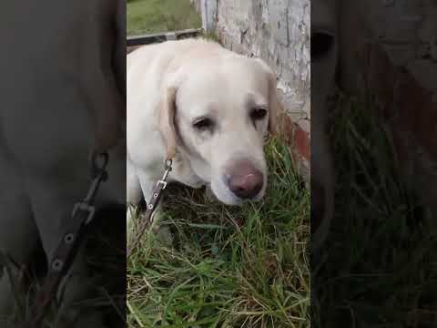 Видео: Прогулка с Лорой 🐾