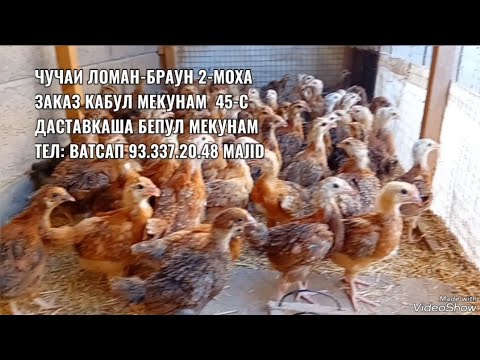Видео: Чучаи Ломан-браун 2-моха заказ кабул мекунам 15.09.2025 даставкаш бепул 