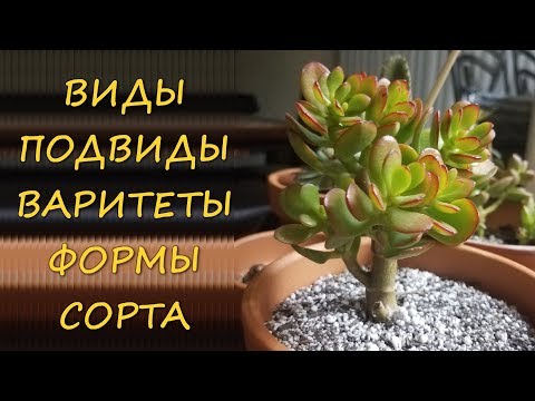 Видео: ДЕНЕЖНОЕ ДЕРЕВО. ВИДЫ. ПОДВИДЫ. СОРТА. ВАРИТЕТЫ. ФОРМЫ. МНОГООБРАЗИЕ.