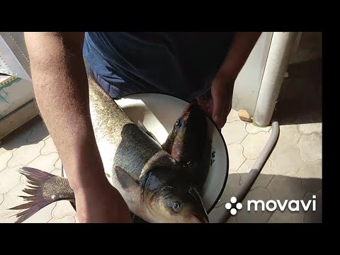 Видео: Мастер класс от Эдика😉😉😉солит балык из толстолобика🐟