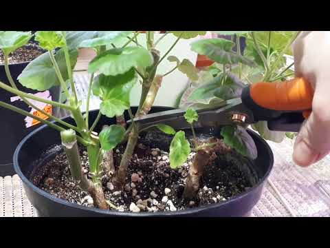 Видео: ☘️Омолаживаю старую Пеларгонию!☘️ОБРЕЗКА, как ухаживать?☘️