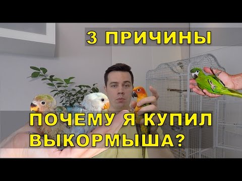 Видео: Купить попугая выкормыша или дикую птицу? Что лучше?