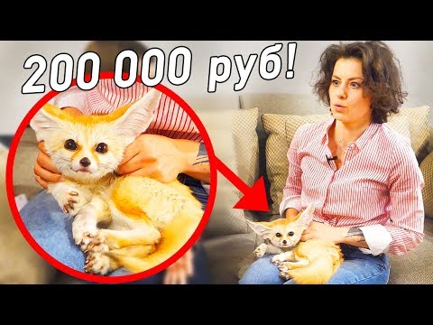 Видео: Купила лису за 3000$! Что творит лиса фенёк?! Как жить с таким животным? Необычные питомцы дома